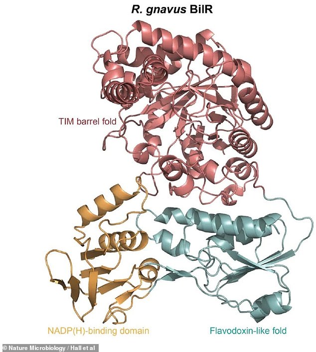 Bilirubin reductase (BilR) is an enzyme produced by at least three different bacteria that naturally live in our intestines.  The newly discovered enzyme is an important part of the chain of events that makes urine yellow.  This specific type of BilR is produced by the bacteria Ruminococcus gnavus species