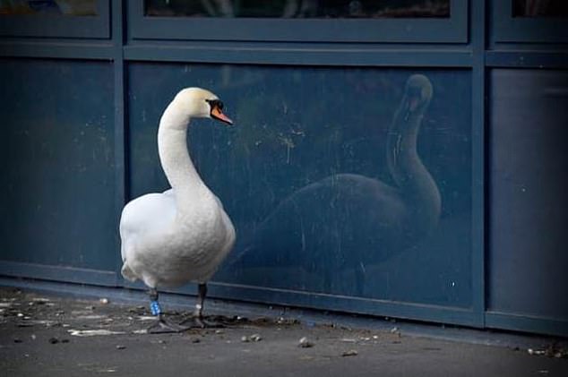 A swan named Sally (above) has captured the hearts of schoolchildren in an apparent mourning ritual for her late mate