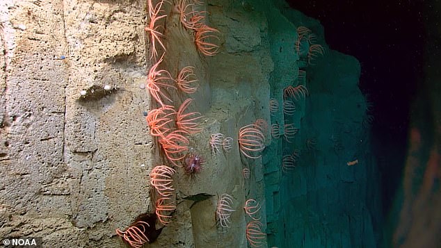 Marine scientists have found (and mapped) the world's largest known deep-sea coral reef: a hidden ecosystem about the size of Vermont, teeming with new species.  Above, a steep drop into further depths of the ocean that marine researchers call 'abyssal plains' or simply 'the abyss'