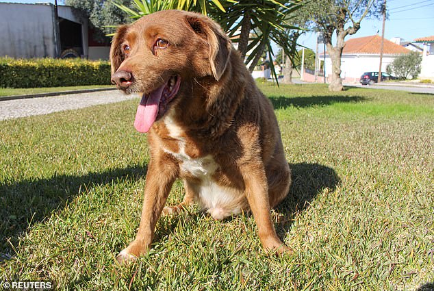 Bobi was born in an outbuilding where the family of his owner, Leonel, stored wood