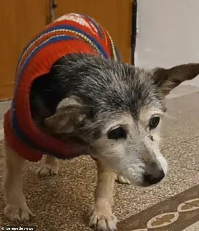 Lilly, a small dog of unknown origin with a gray-black coat, was celebrating her birthday at her family's home