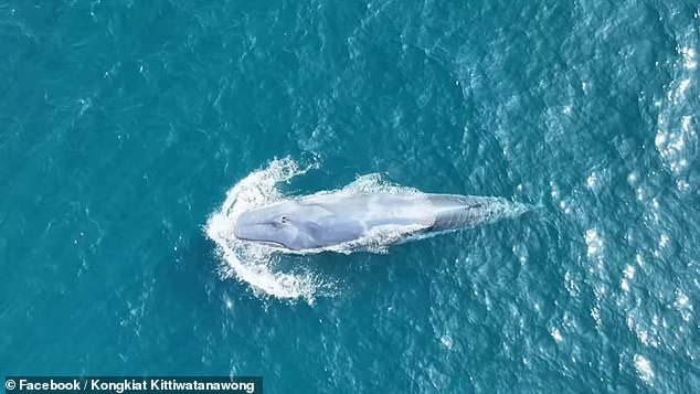 The rarest whale in the world has been captured on film off the coast of Thailand for the second time in history