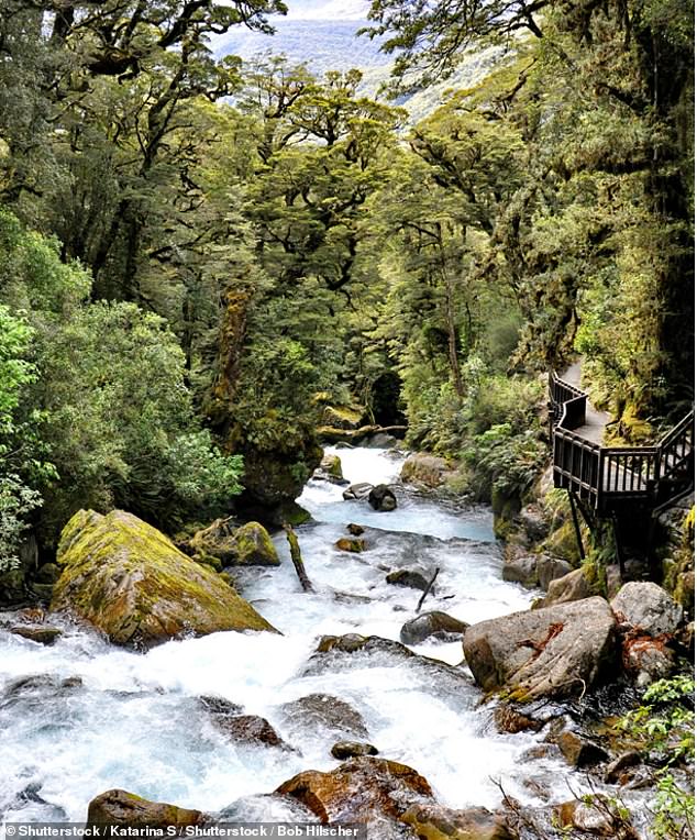 A young Australian girl died after falling into Marian Creek while on holiday in New Zealand on Thursday morning (stock photo)