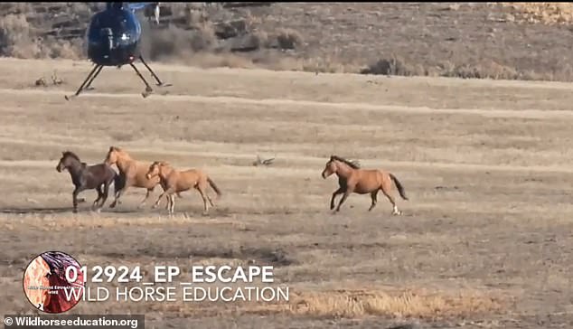 The Bureau of Land Management wants to remove 2,875 wild horses from public lands to 'restore a thriving natural ecological balance and relationship with multiple uses'