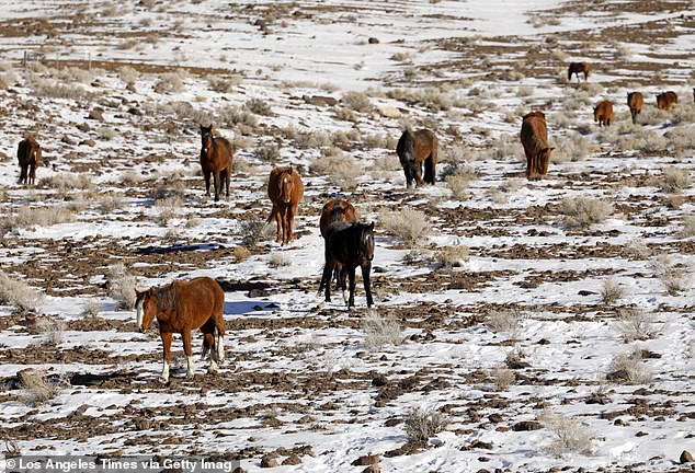 After they are captured, the BLM says the horses will be adopted or sold