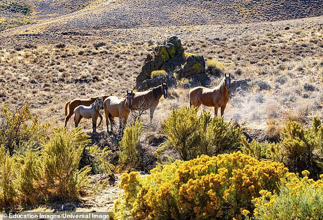 According to the BLM, 24 wild horses died and 2,048 had been captured as of January 29;  in one month two dozen were killed.