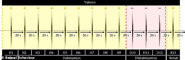 Crucially, the goats were allowed to get used to the sound of a happy voice for a while ('habituation') before the recording switched to angry ('withdrawal') - or vice versa