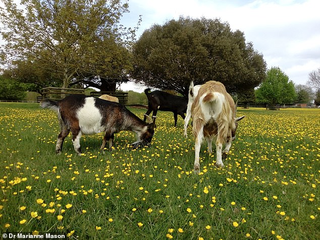 Experiments took place at Buttercups Sanctuary For Goats, an animal sanctuary in Boughton Monchelsea, Kent.