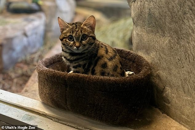 The very cute eight-month-old cat is making himself at home at Utah's Hogle Zoo after arriving in October