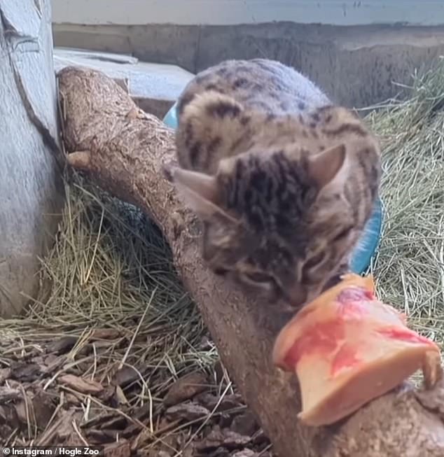 Gaia is snacking on a bone, which is part of the strict and specific diet she is currently following