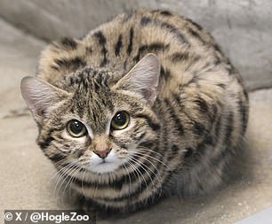 The zoo, which regularly posts photos of the baby cat to much fanfare, says she weighs about 2.64 pounds