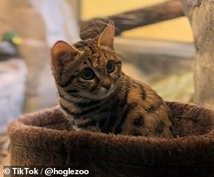 Gaia is one of four black-footed kittens from her litter at the Fossil Rim Wildlife Center in Texas.