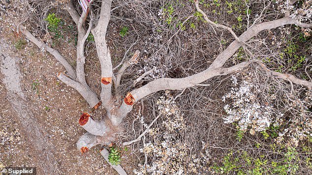 The municipality believes the trees were felled with a chainsaw on or after January 20 and is urging anyone with information to come forward.