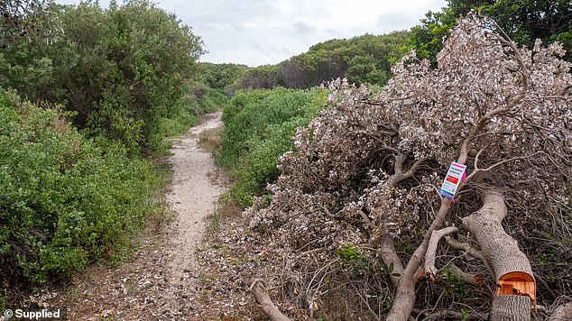 Although the banksias are located far from houses in the bush, Ms Partington said the trees were the tallest and would likely have blocked the view of nearby houses.