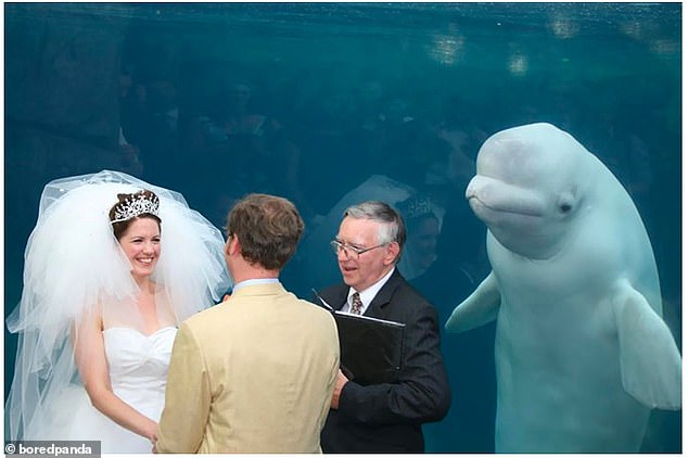 I do!  While taking their vows at the Mystic Aquarium in Connecticut, this happy couple was photobombed by a very curious beluga whale.