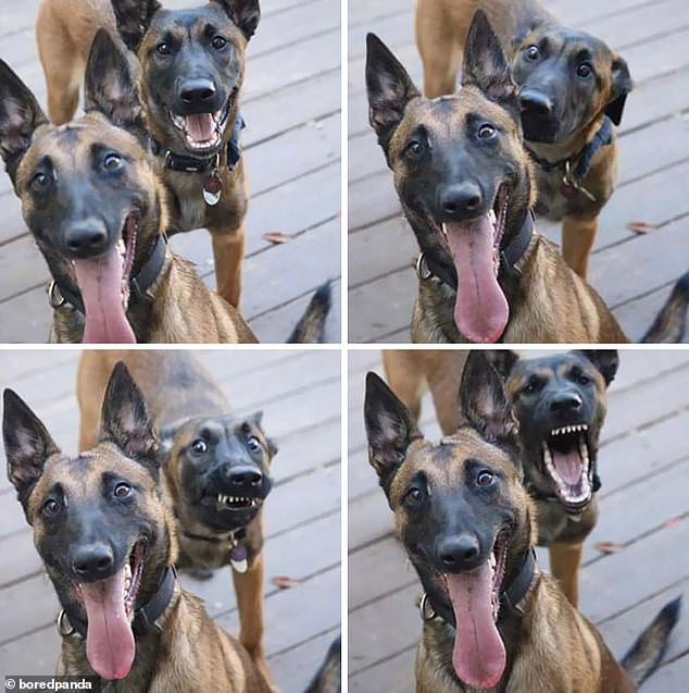 He has your back!  One very happy dog ​​was bombarded by another dog, who made countless faces behind the other's back