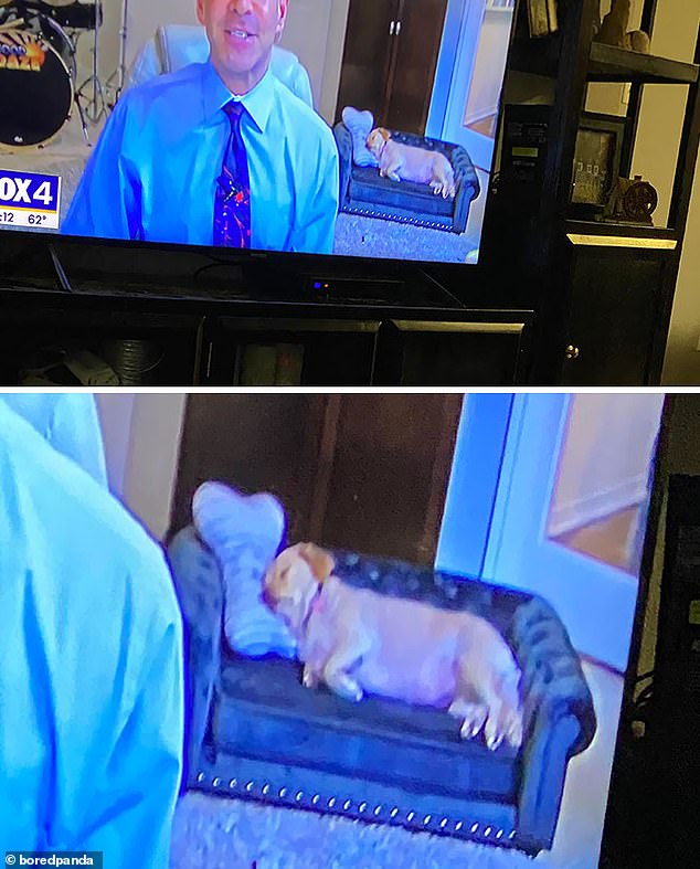 It was a long day!  During a talk on an American news channel, a presenter's dog was caught taking a nap on his small sofa bed