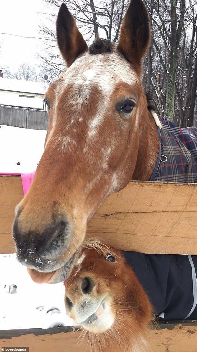 Equestrian sports excellent!  This foal couldn't resist pushing himself into the frame