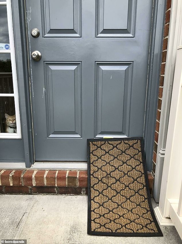 You've got mail!  This cat seems to know the fun of a hidden package delivery