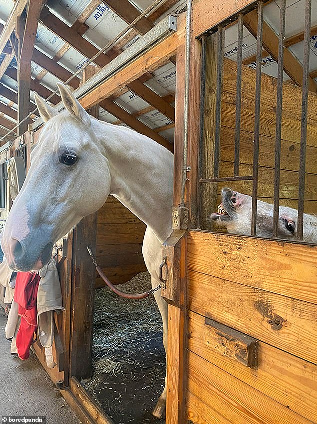 Running around!  A picturesque moment changed when a foal decided to steal the spotlight