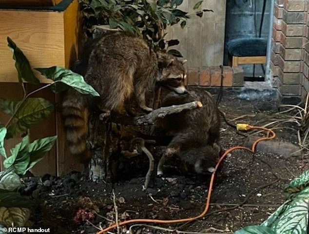 The resort lost a pair of stuffed raccoons during a similar burglary last August.  The cost of three stuffed animals totaled about $26,000, police said