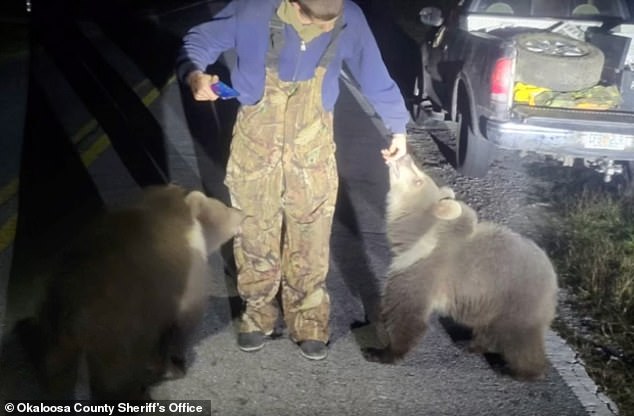 Authorities were called to the scene in Okaloosa Country in December by a man who found the cubs without their mother's knowledge.  However, a closer look at the size and color revealed that the animals were not native to the Sunshine State