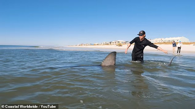 Blaine Kenny and Dylan Wier of Coastal Worldwide experienced a heartbreaking moment when a huge great white shark, estimated at a whopping 11 feet long, took the bait from the beach