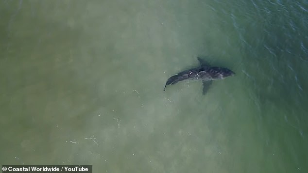 After the brief sighting, they followed a nearly hour-long battle with the enormous shark, accompanied by moments of panic and fear when they thought they had managed to escape.