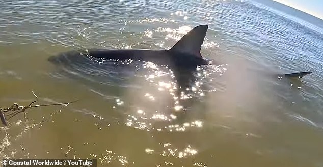 The two fishermen released the tow and approached the water when they discovered it was a female shark, estimated at a whopping 12 feet.