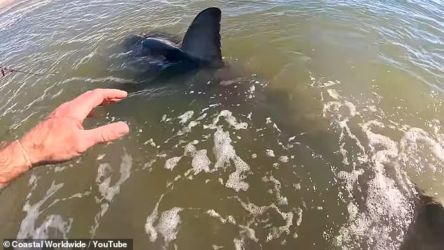 The white shark is one of the most protected sharks and best studied species worldwide.  Kenny and Wier weren't even allowed to measure the great white shark they caught