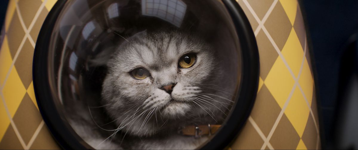 A silver cat looks angrily out the window in a yellow argyle backpack in Argylle