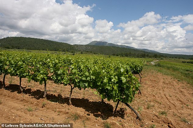 The land surrounding the castle in southern France is known to produce high quality wine