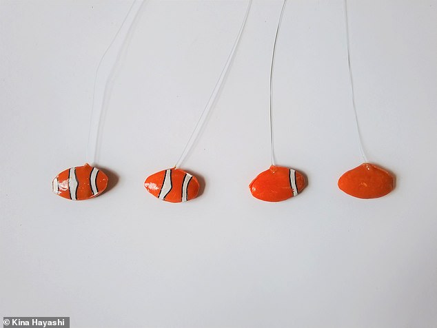 The researchers isolated small schools of three young clownfish in individual tanks and filmed their reactions on a plain orange fish model or on models painted with one, two or three white bands - keeping track of how often the fish bit and tried to chase away.  the offending intruder