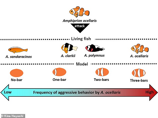 The researchers found that the young clownfish paid little attention to the plain orange model — similar to the lack of interest they had shown in the orange skunk clownfish — and only occasionally bit and chased the model with a single rod.