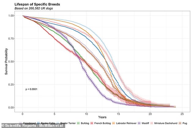 The results showed that small dogs with long noses, such as miniature dachshunds and Shetland sheepdogs, generally had the highest average life expectancy of 13.3 years.