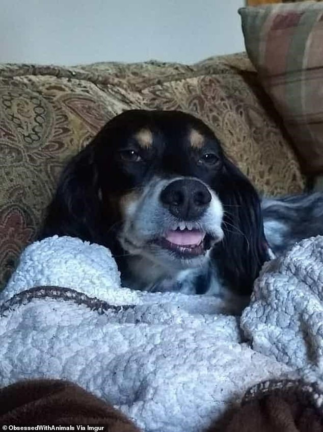 The lights are on, but no one is home: This dog may have his eyes open, but very little is happening behind him