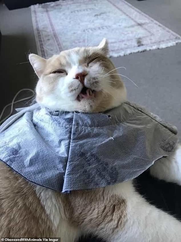 This cat fought bravely to keep his eyes open after a visit to the vet, but he appears to be losing the battle