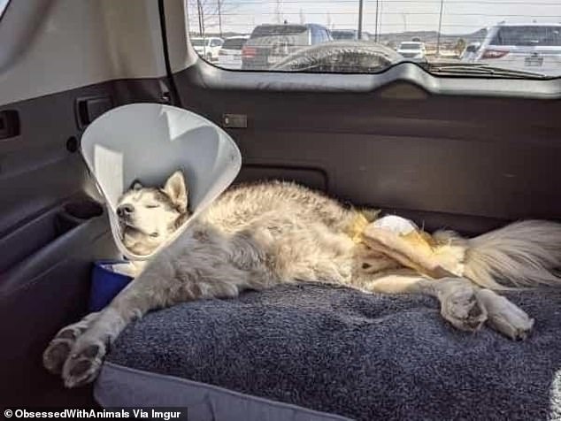 Time for another nap!  This Dog Fell Asleep in the Back of the Car on the Way Home — and He Looks Like He's Having the Best Nap of His Life