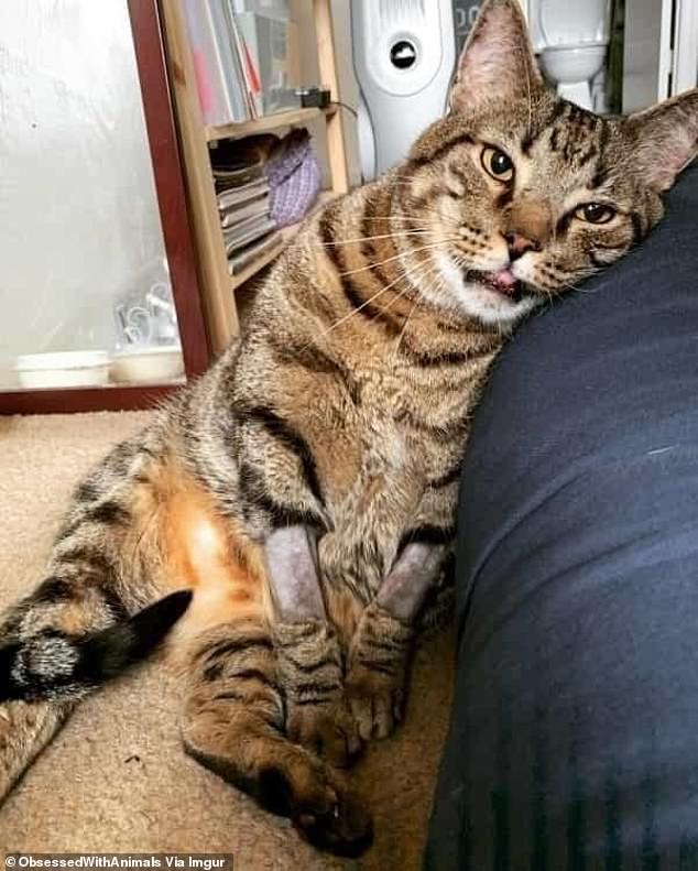 This little tabby cat, who still had a few shaved spots on his arms, couldn't quite stand upright