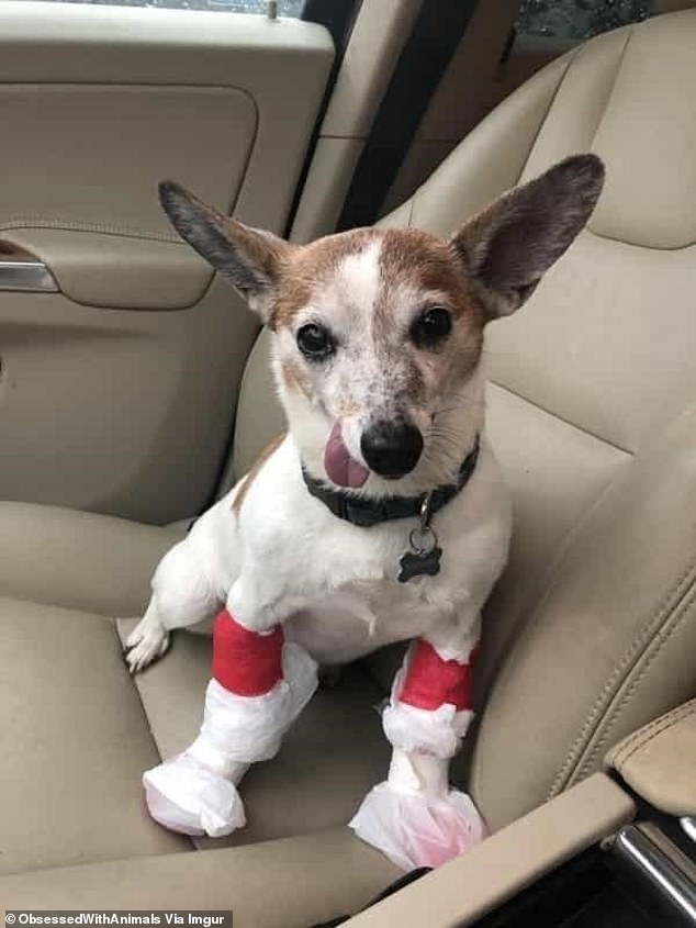 A cute terrier who was bandaged after surgery could not close his mouth