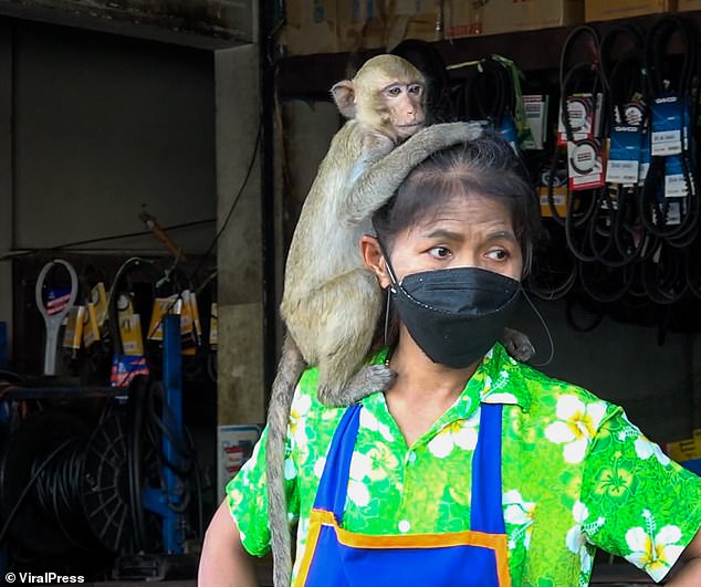 The monkeys' lack of fear of humans has led them to clamber over and in some cases fight bystanders to steal food and belongings