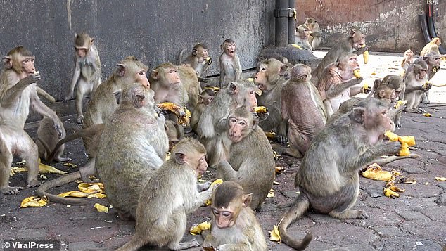 Hordes of wild monkeys are terrorizing a town in Thailand as they become addicted to sugary drinks while downing bananas