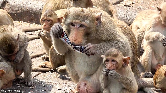 The monkeys multiplied significantly during the pandemic and their constant diet of sugary snacks has made them hyperactive and more willing to reproduce