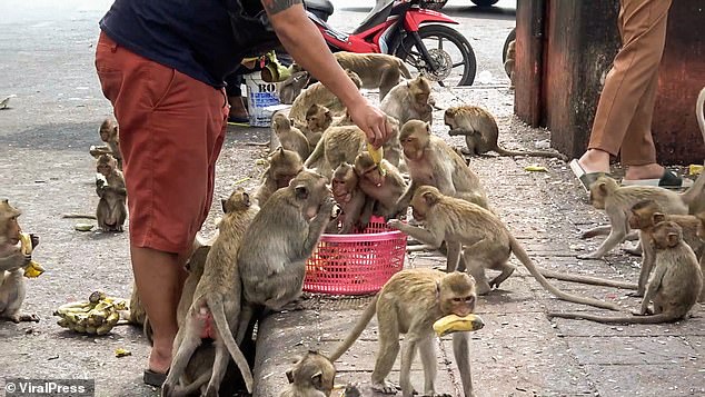 After tourists began returning to Thailand following the easing of coronavirus restrictions, the number of monkeys skyrocketed