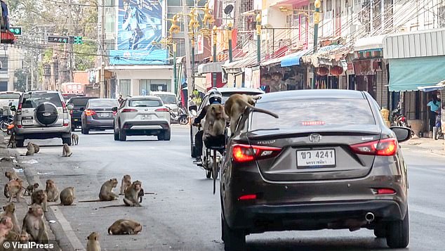 Their complete lack of fear of humans means that monkeys exhibit extremely bold behavior, clambering over the windshields of moving vehicles and jumping over bystanders in the street.