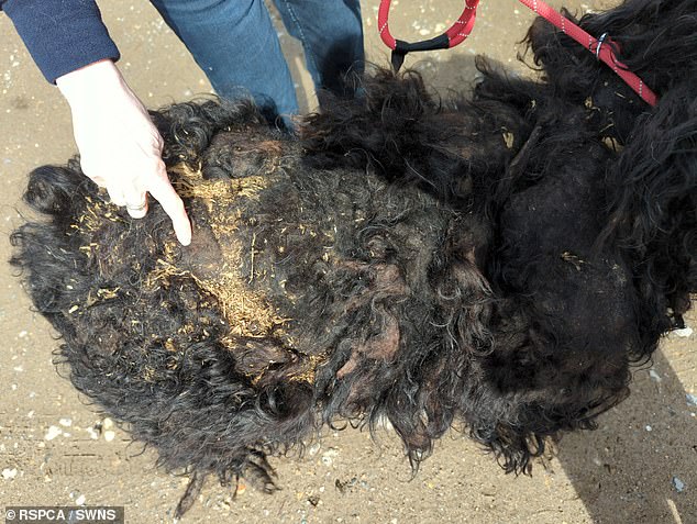 Barney was handed over to the RSPCA, who shaved 7.8kg of his matted coat