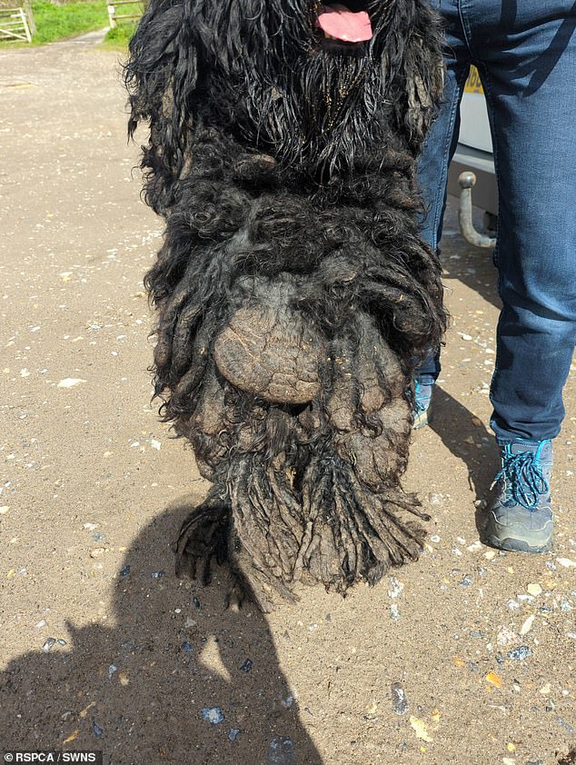 RSPCA staff suspect the mats were a result of the dog sleeping outside, without shelter or dry areas