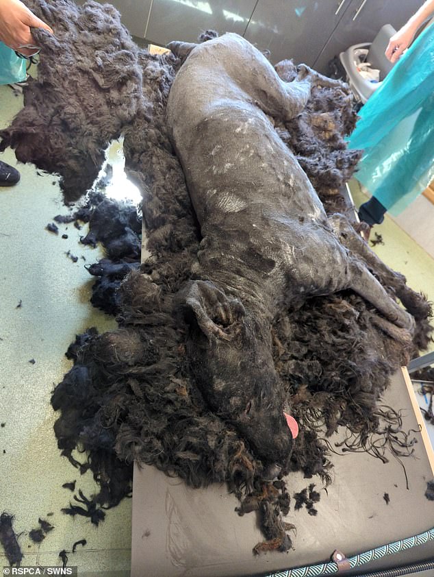 The matted fur 'appeared to be full of dirt or feces and tightly tied to areas around his back'