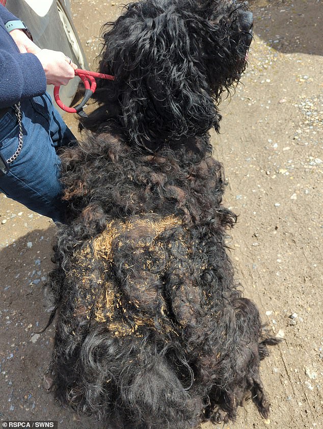 The vet who shaved his hair said there was 'no doubt' the matted coat would cause Barney 'physical stress when he moved'