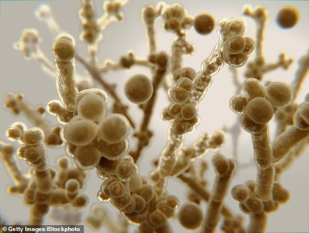 The above is a stock photo of the Candida auris fungus, which is more common in hospitals and spreads through contact with contaminated equipment.